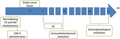 Role of Noradrenergic Inputs From Locus Coeruleus on Changes Induced on Axotomized Motoneurons by Physical Exercise